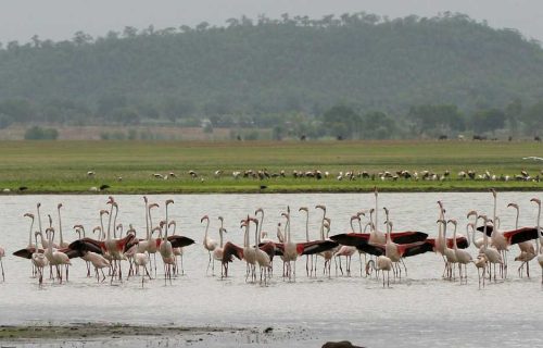 Pocharam Wildlife Sanctuary (nearby)